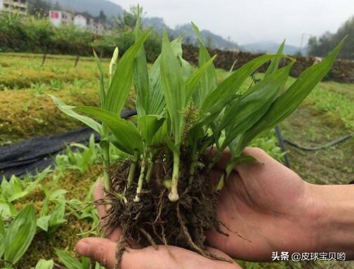 养殖白鹇需要什么手续_白鹇养殖视频农广天地_白鹇养殖技术视频