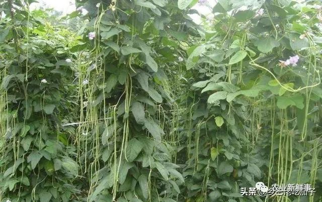 种植豆角并忘记打顶 抓住这三点 让自家豆角产量成倍翻