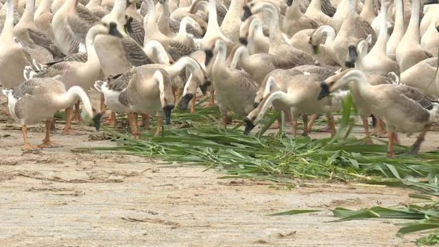 阳江黄鬃鹅以水草、谷物、蔬菜等为食。