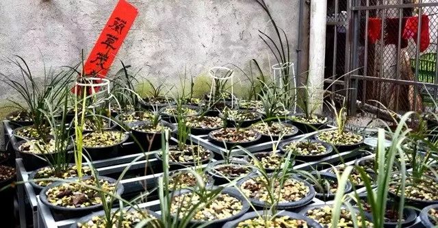 致富种植蕙兰视频_种植蕙兰致富_致富种植蕙兰怎么样