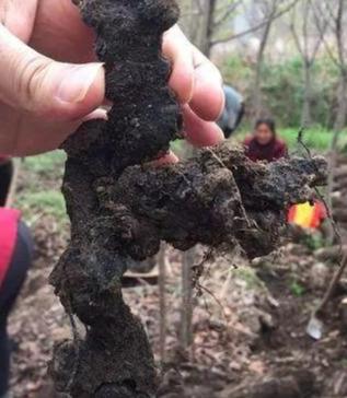 中药猪苓种植前景如何_猪苓种植的技术要点_药材猪苓怎么种植技术