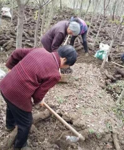 药材猪苓怎么种植技术_中药猪苓种植前景如何_猪苓种植的技术要点