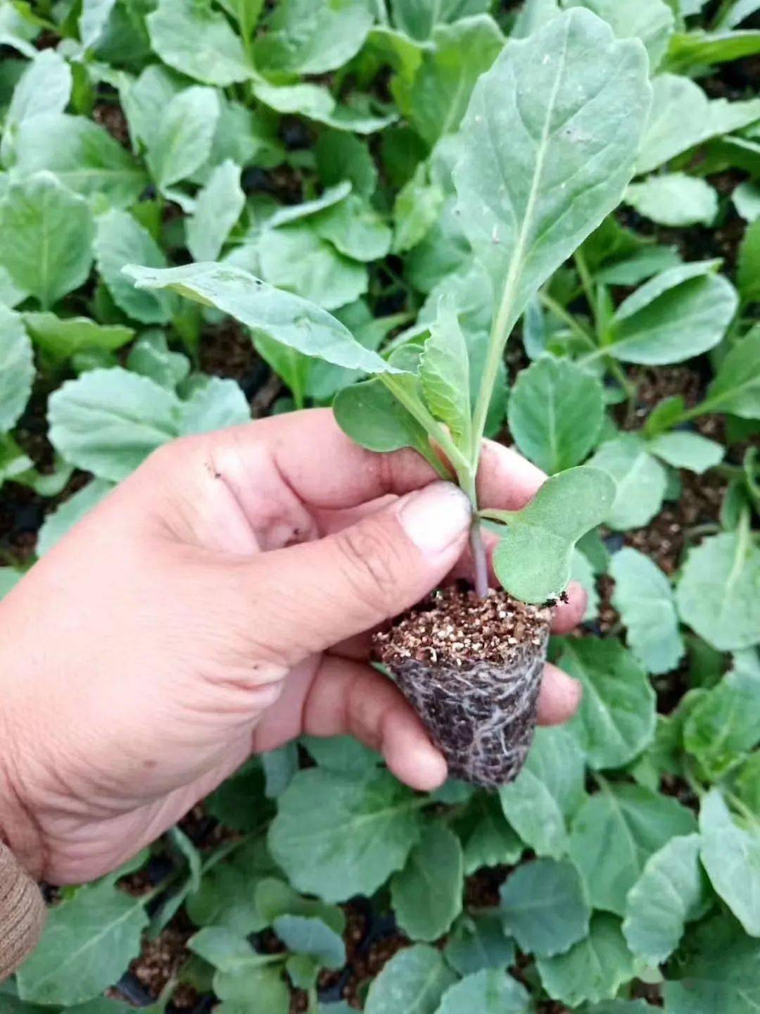 萝卜种植早春技术要点_早春萝卜种植技术_萝卜种植早春技术视频