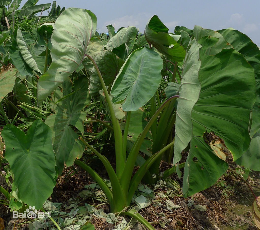 地果怎么种植技术视频_果苗种植视频_农业种植视频