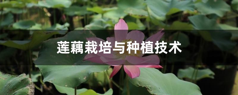 莲藕栽培与种植技术