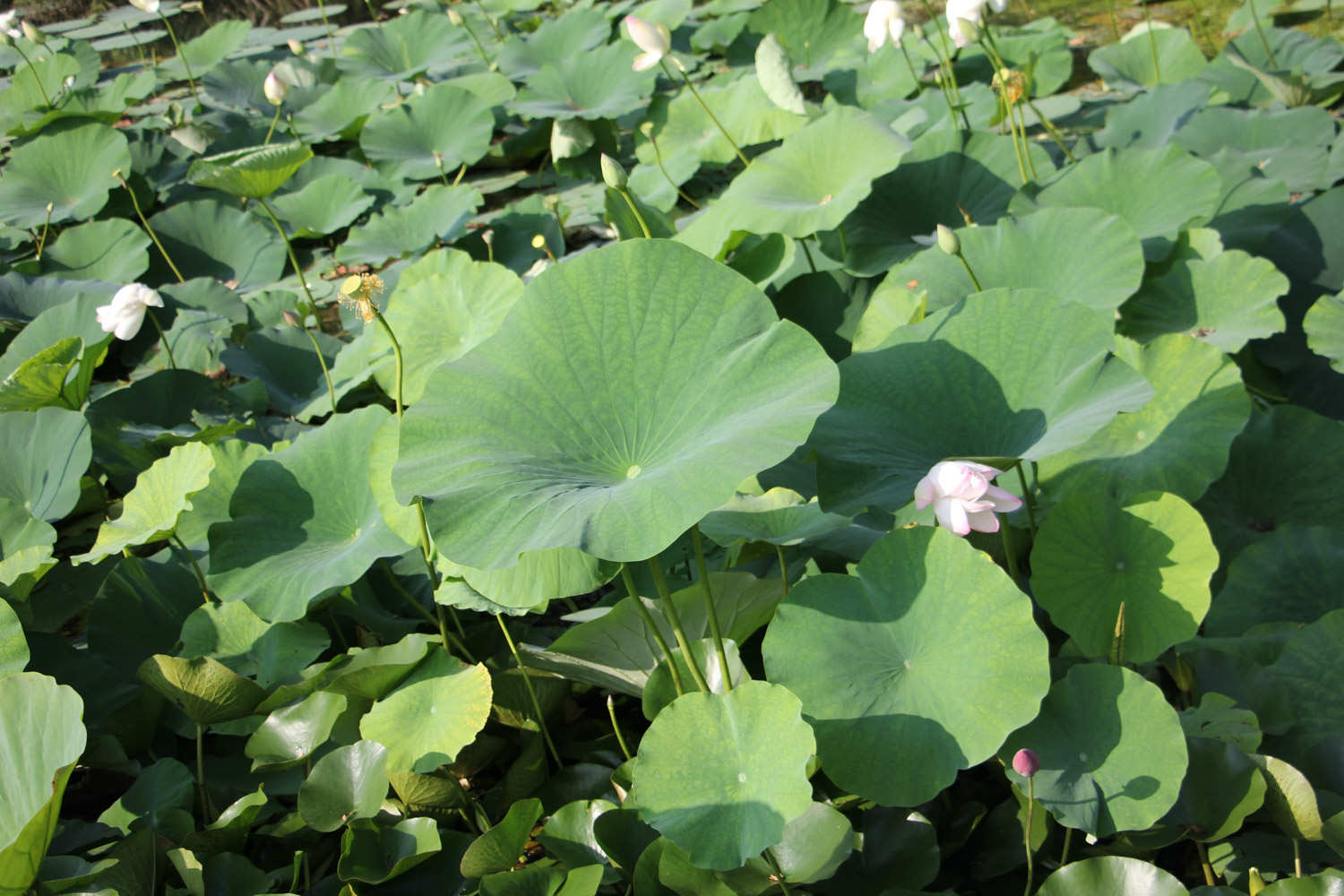 地果怎么种植技术视频_种植果树视频_农业种植视频