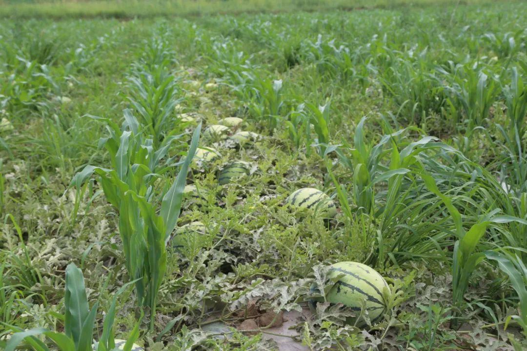 种植梧桐树项目_致富梧桐种植条件_梧桐种植致富