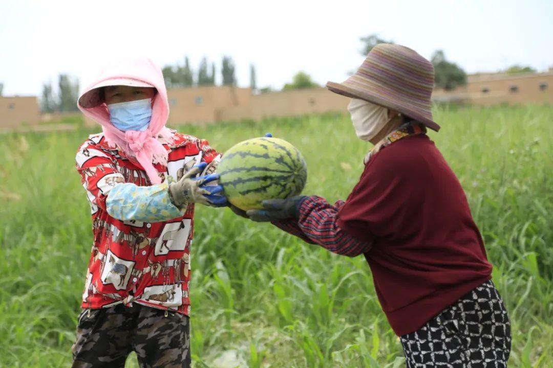 致富梧桐种植条件_梧桐种植致富_种植梧桐树项目