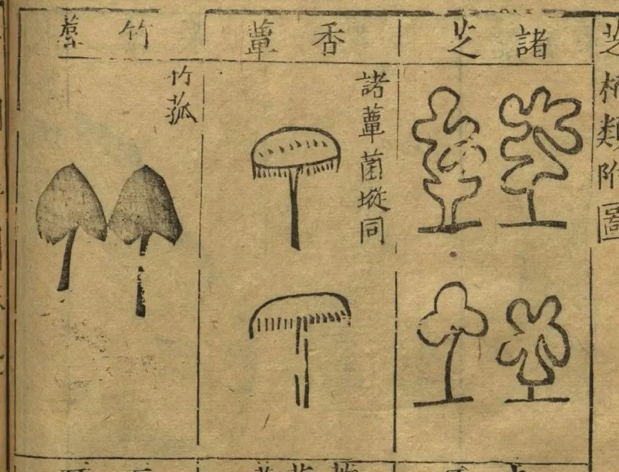 致富经上种粟树蘑_粟蘑菇种_栗树蘑种植方法