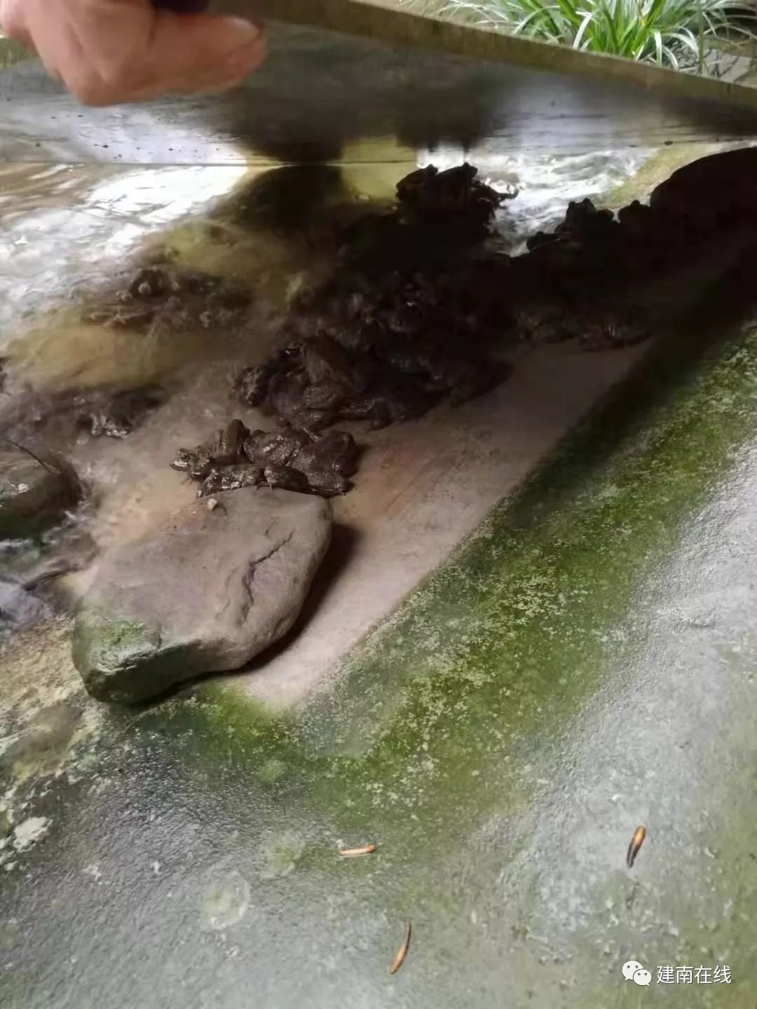 致富经黄粉虫养殖基地_致富经黄粉虫养殖基地_致富经黄粉虫养殖基地