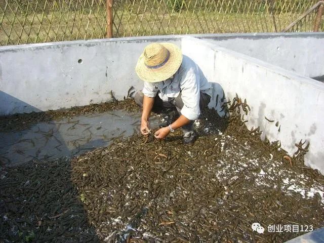 养殖平台排行榜_养殖网站有哪些_养殖技术网站排名