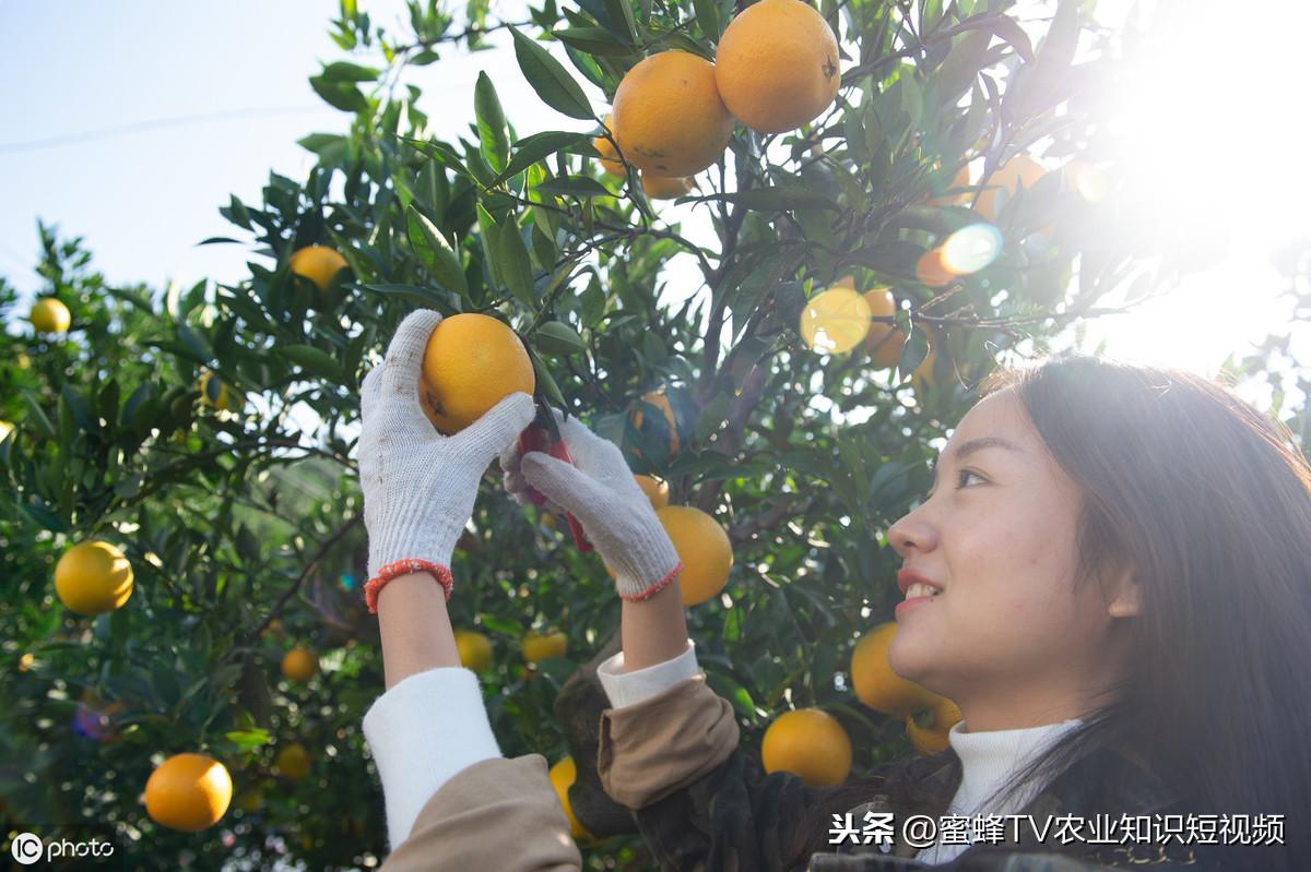 脐橙采果后，一定要做这4件事，来年才能大丰收！（五）