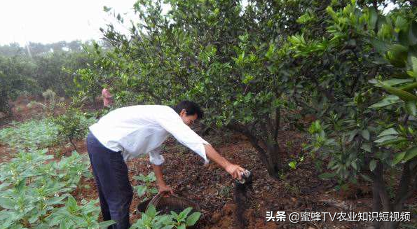 脐橙种植技术视频_视频种植脐橙技术要点_种植脐橙的技术