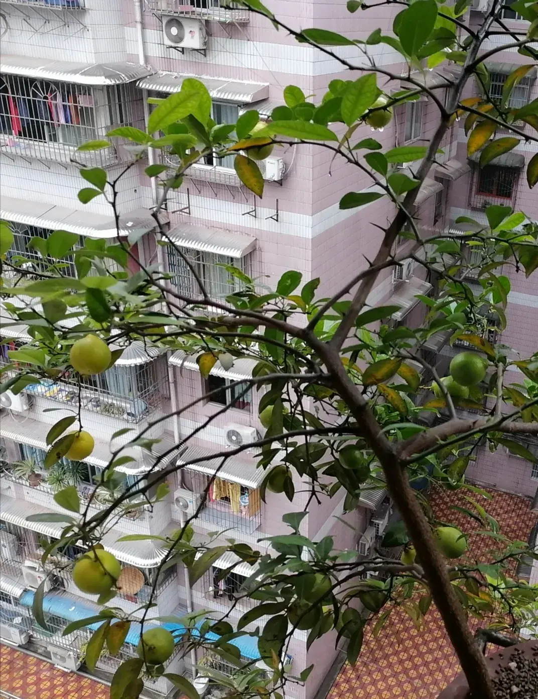 种植脐橙的技术_脐橙种植技术视频_视频种植脐橙技术要点