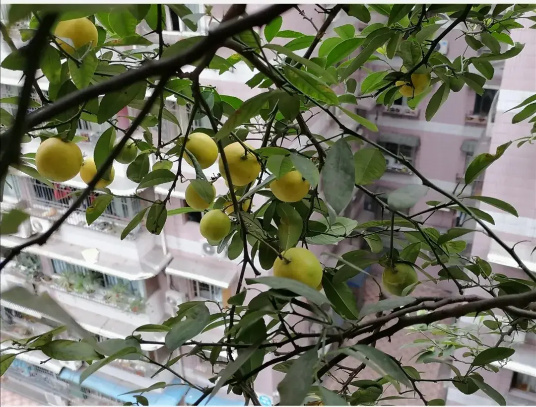 视频种植脐橙技术要点_脐橙种植技术视频_种植脐橙的技术