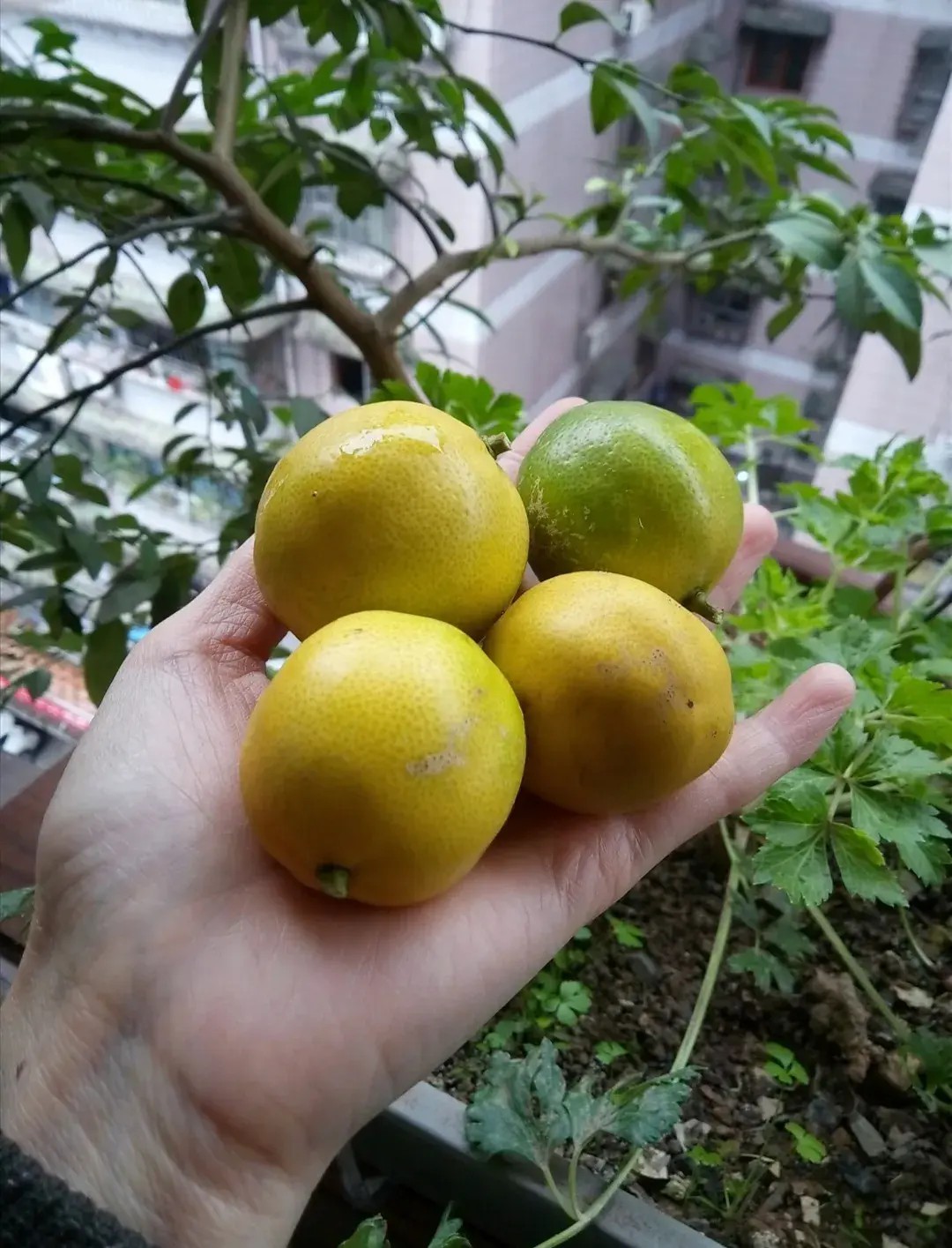 脐橙种植技术视频_视频种植脐橙技术要点_种植脐橙的技术