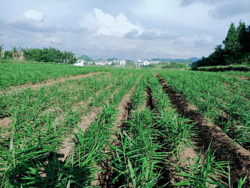 致富梧桐种植方法_梧桐种植致富_种植梧桐树项目