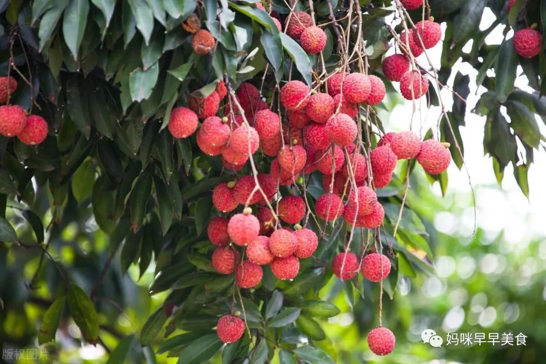 挂绿荔枝苗多少钱一棵_挂绿荔枝种植致富_挂绿荔枝苗