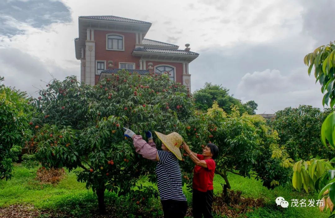 致富种植荔枝挂绿什么意思_挂绿荔枝不能大面积种植吗_挂绿荔枝种植致富