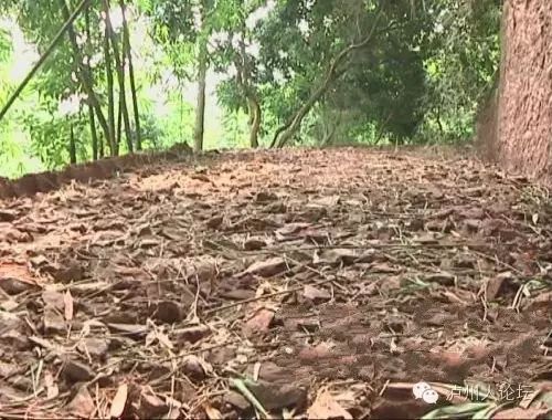 挂绿荔枝苗_挂绿荔枝种植致富_致富种植荔枝挂绿什么意思