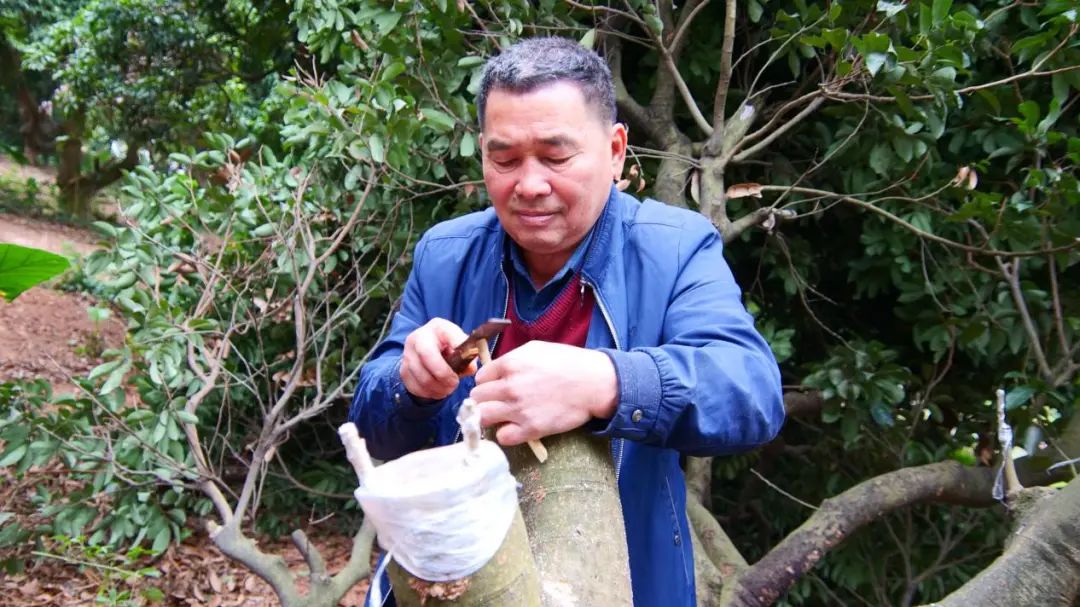 挂绿荔枝种植致富_挂绿荔枝苗多少钱一棵_挂绿荔枝苗