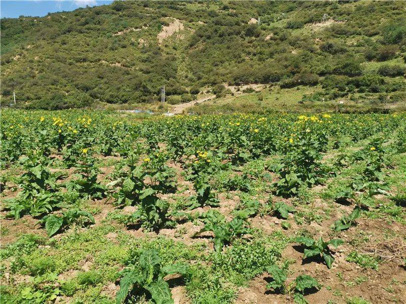 致富农村养殖种植_致富养殖种田项目介绍_种田养殖致富项目