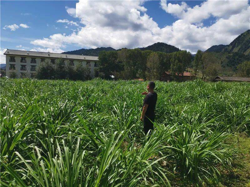 致富农村养殖种植_致富养殖种田项目介绍_种田养殖致富项目