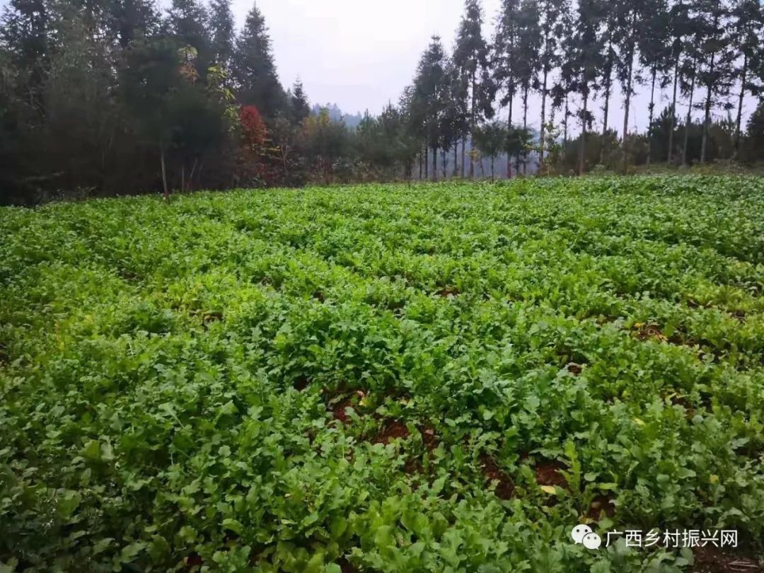 致富经农业种植视频_致富课堂种植_种植致富宝典