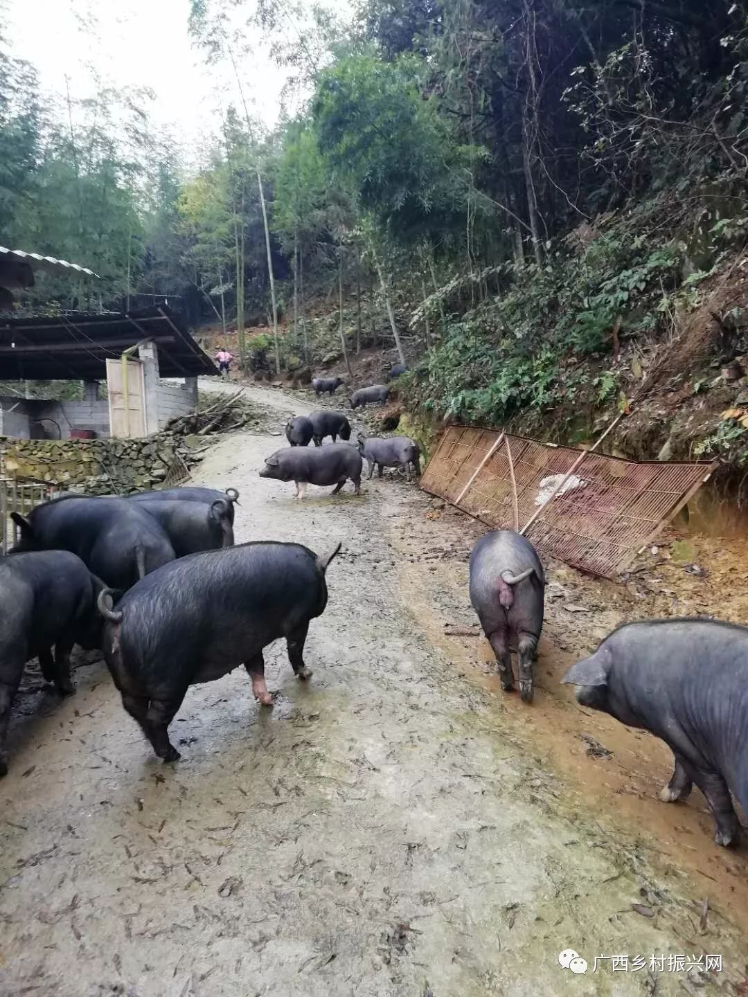 致富课堂种植_种植致富宝典_致富经农业种植视频