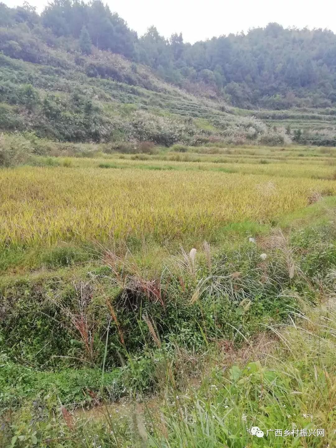 致富经农业种植视频_致富课堂种植_种植致富宝典