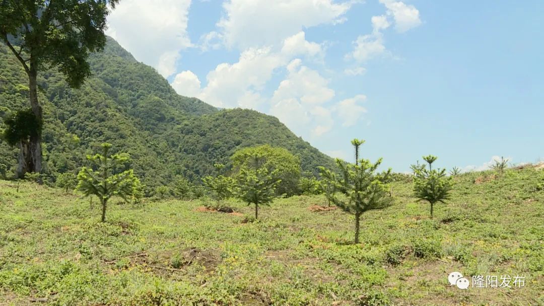 南洋杉种子种植技术_南洋杉种子图片_南洋杉栽培技术