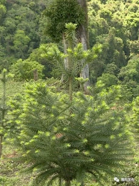 南洋杉栽培技术_南洋杉种子种植技术_南洋杉种子图片