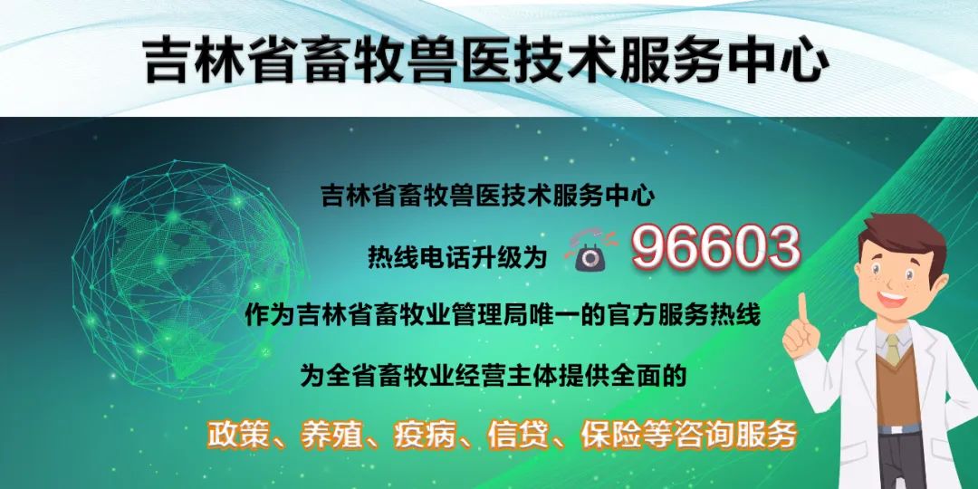 肉牛养殖实用技术——母牛提前产犊技术