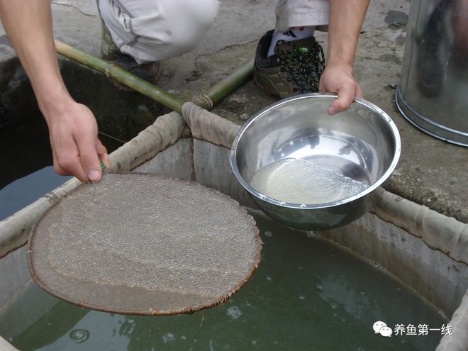 草鱼的鱼苗养殖技术_养殖草鱼鱼苗技术视频_草鱼苗养殖