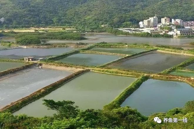 草鱼苗养殖_养殖草鱼鱼苗技术视频_草鱼的鱼苗养殖技术