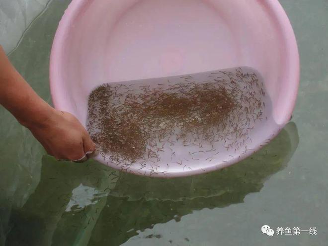 草鱼苗养殖_养殖草鱼鱼苗技术视频_草鱼的鱼苗养殖技术