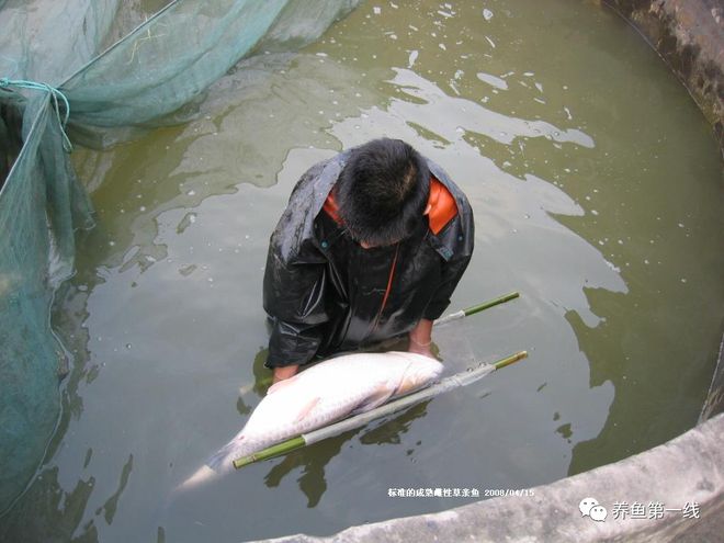 草鱼的鱼苗养殖技术_草鱼苗养殖_养殖草鱼鱼苗技术视频