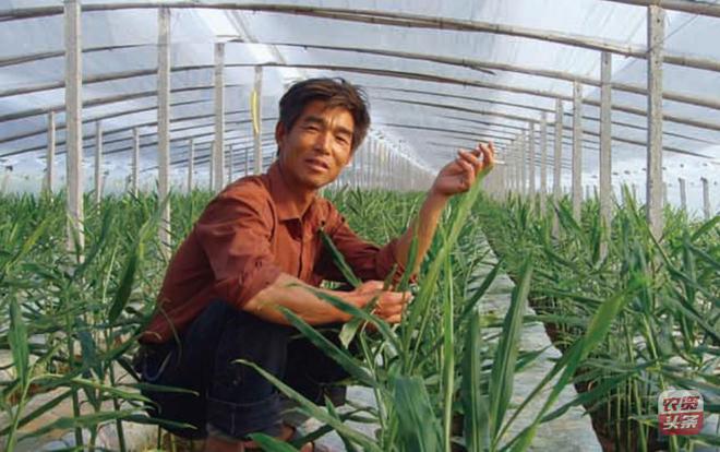 鲜生姜怎么种植技术_鲜生姜怎么种_生姜种植新技术