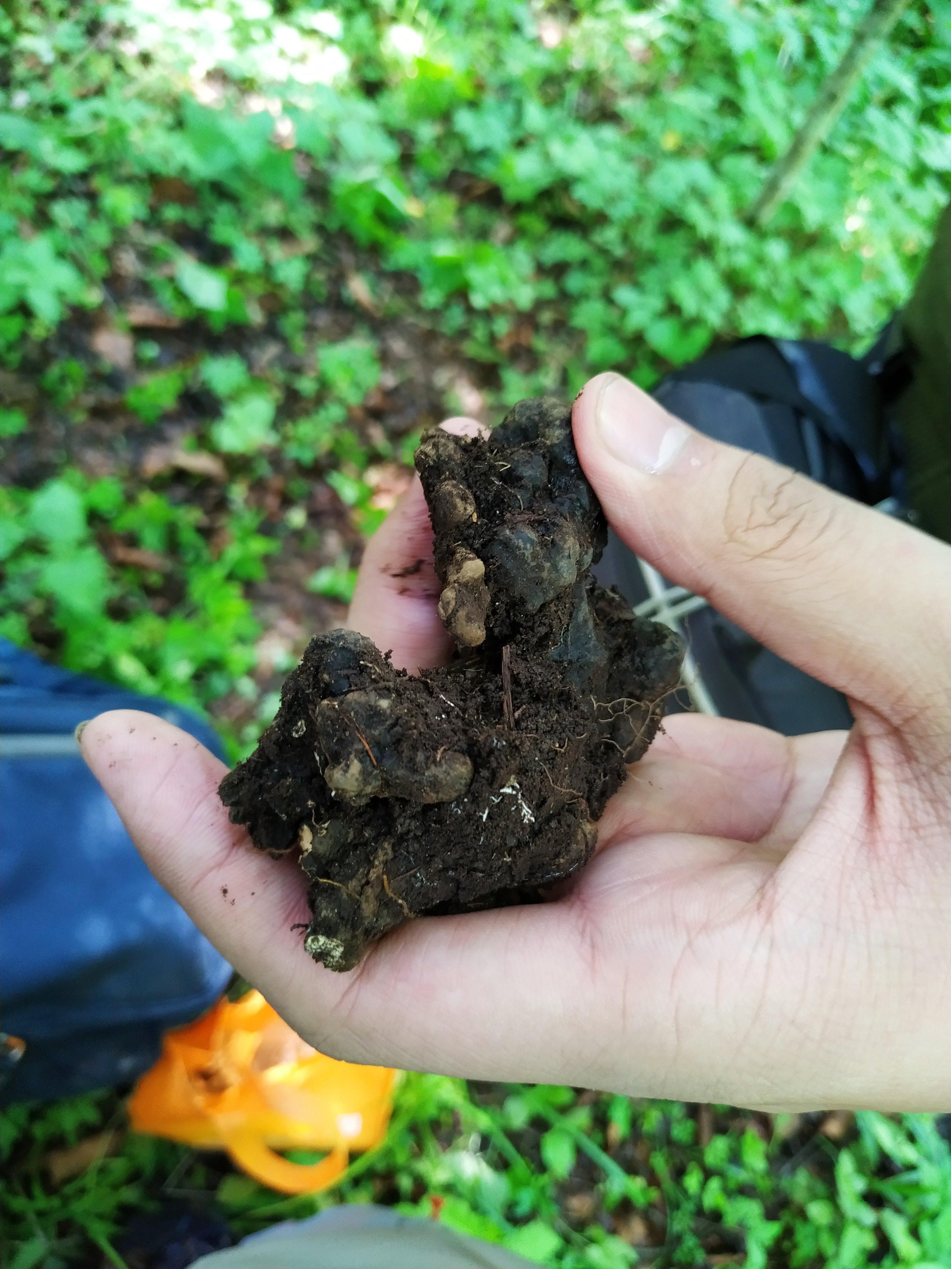 药材猪苓怎么种植技术_猪苓的种植联系方式_中药猪苓种植前景如何