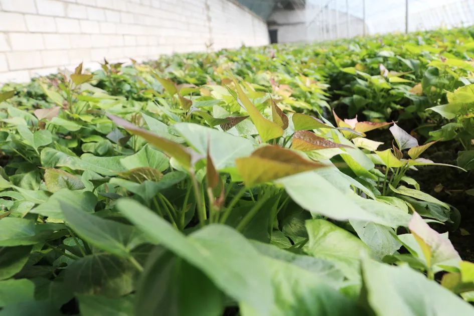 致富种植视频全集_致富课堂种植_致富经种植业