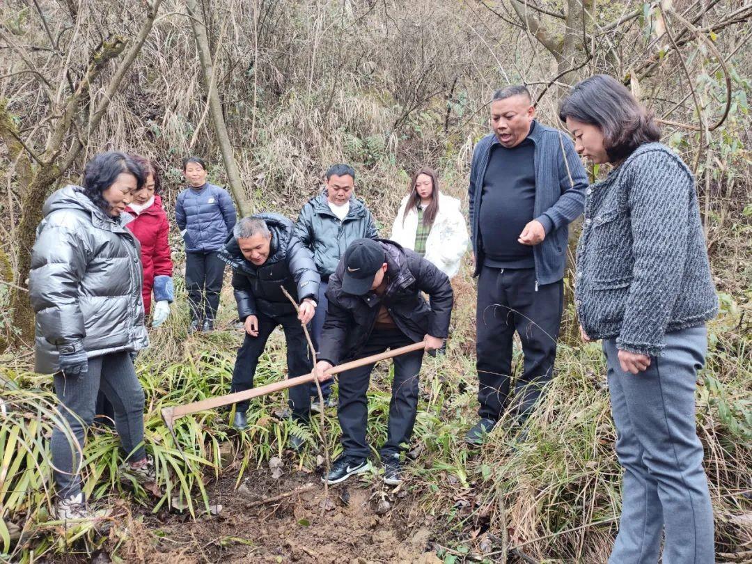 云岩区黔灵镇：小小山桐子 种出“致富经”