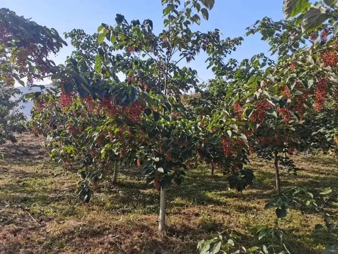 致富梧桐种植条件_梧桐种植致富_种植梧桐树项目