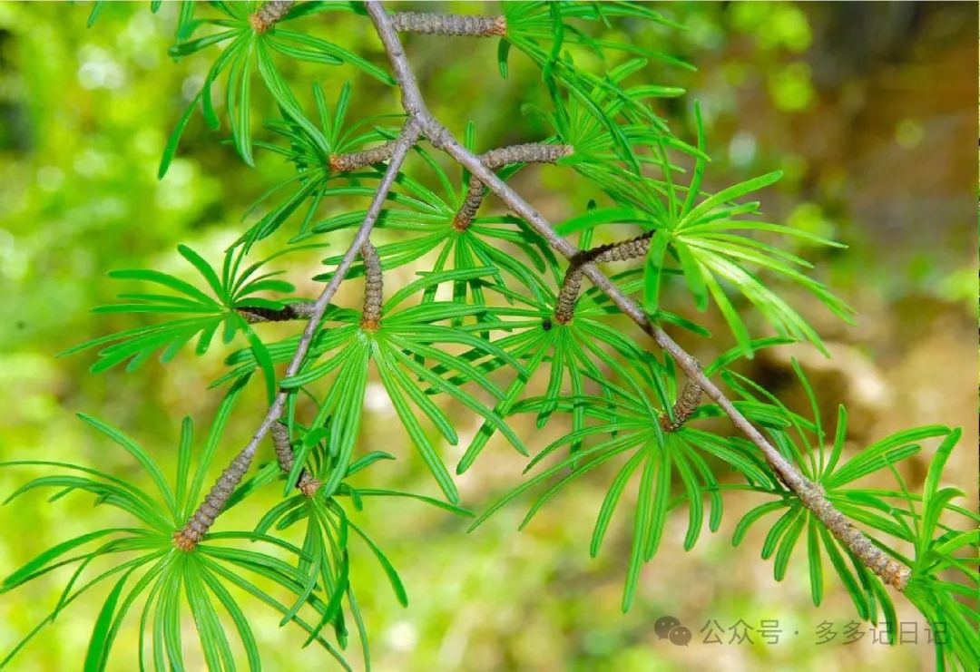 南洋杉种子如何种植_南洋杉种子种植技术_南洋杉种子图片