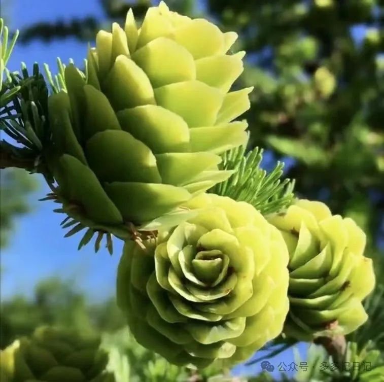 南洋杉种子种植技术_南洋杉种子图片_南洋杉种子如何种植