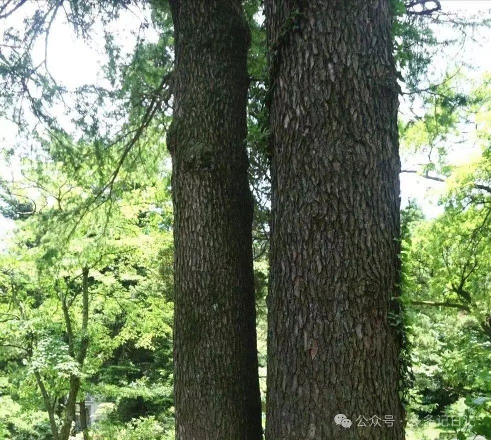 南洋杉种子图片_南洋杉种子种植技术_南洋杉种子如何种植