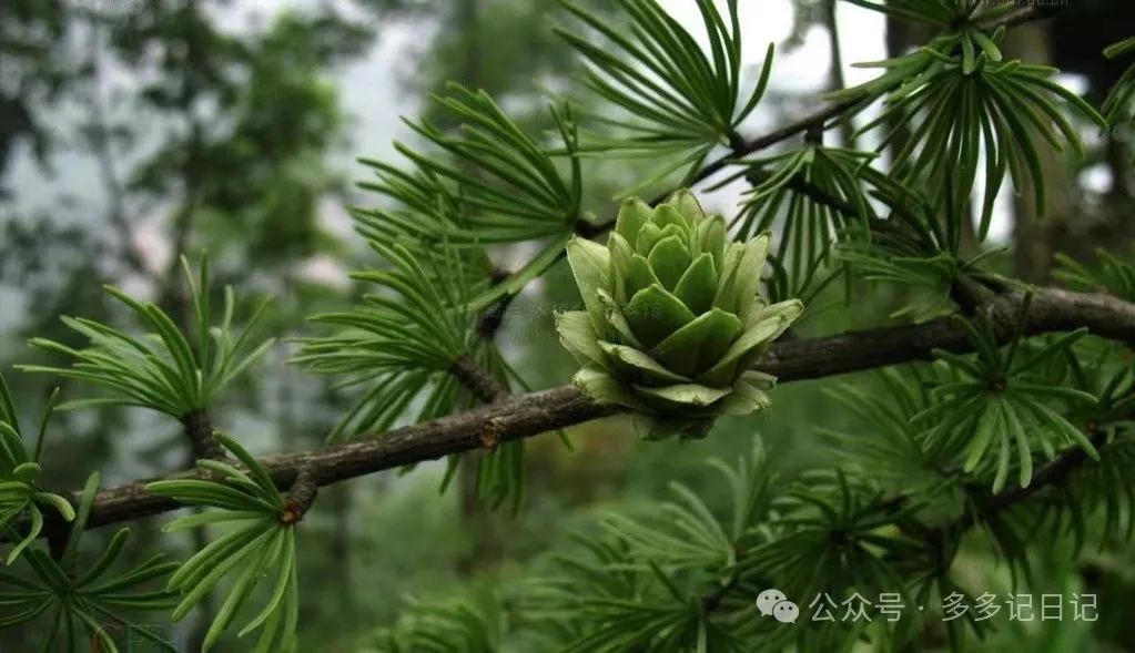 南洋杉种子图片_南洋杉种子如何种植_南洋杉种子种植技术