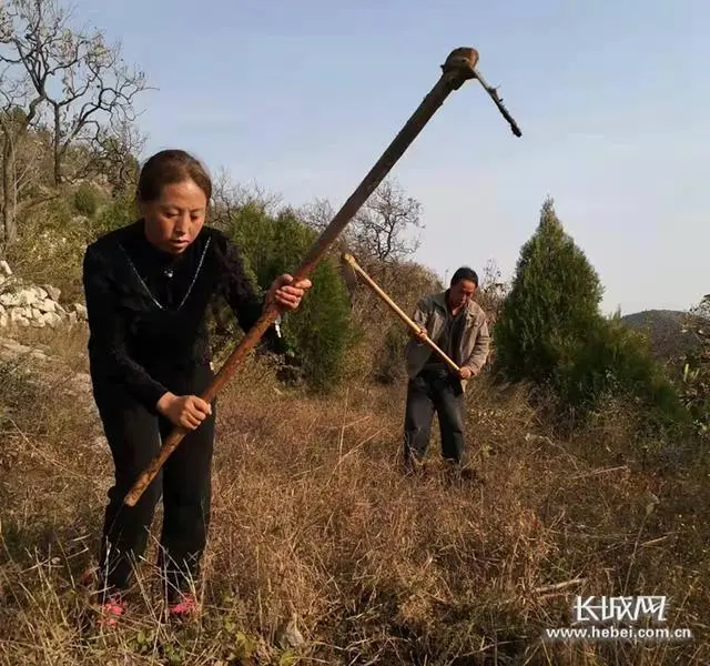 河北涉县：种好小连翘 搭起致富桥