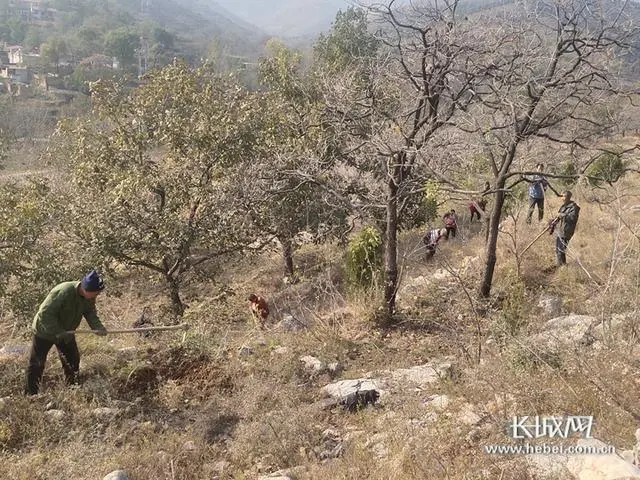 农业种植致富项目连翘种植_连翘种植利润_连翘种植合作社