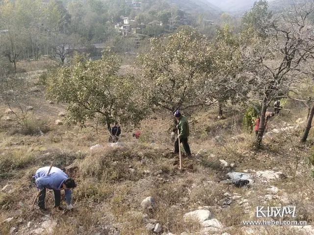 连翘种植利润_连翘种植合作社_农业种植致富项目连翘种植