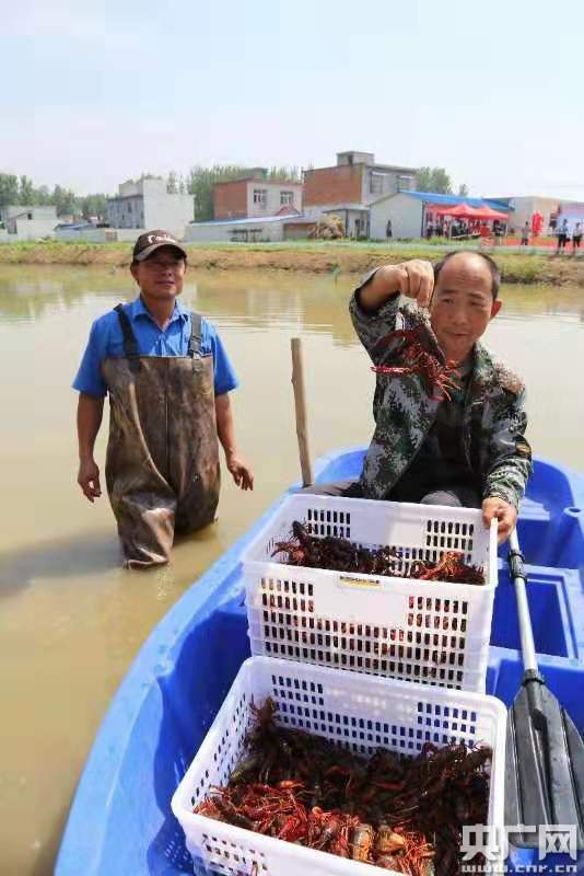 河南桐柏贫困农民：“同样是稻田，稻虾共作更赚钱”